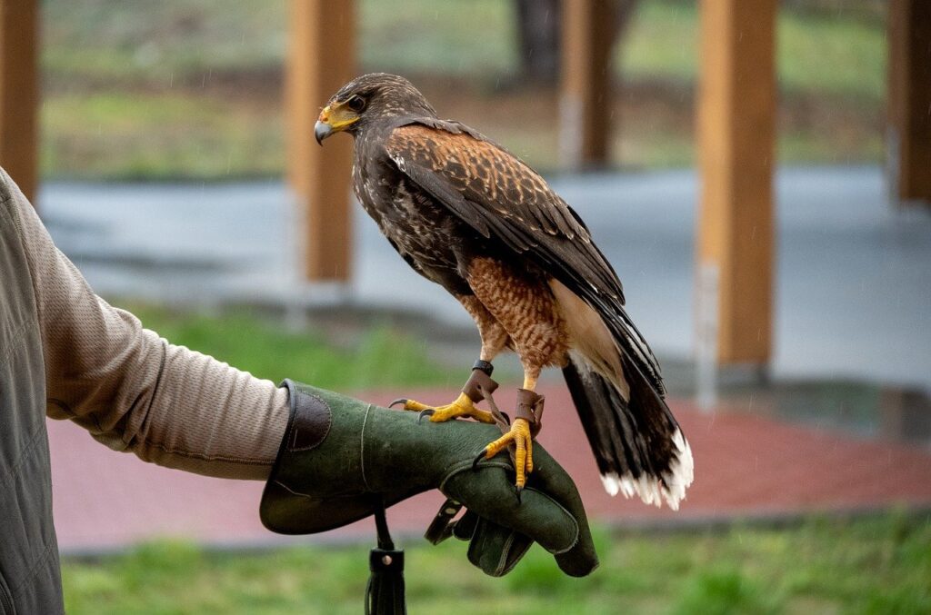 a large bird of prey perched on a person's gloved hand