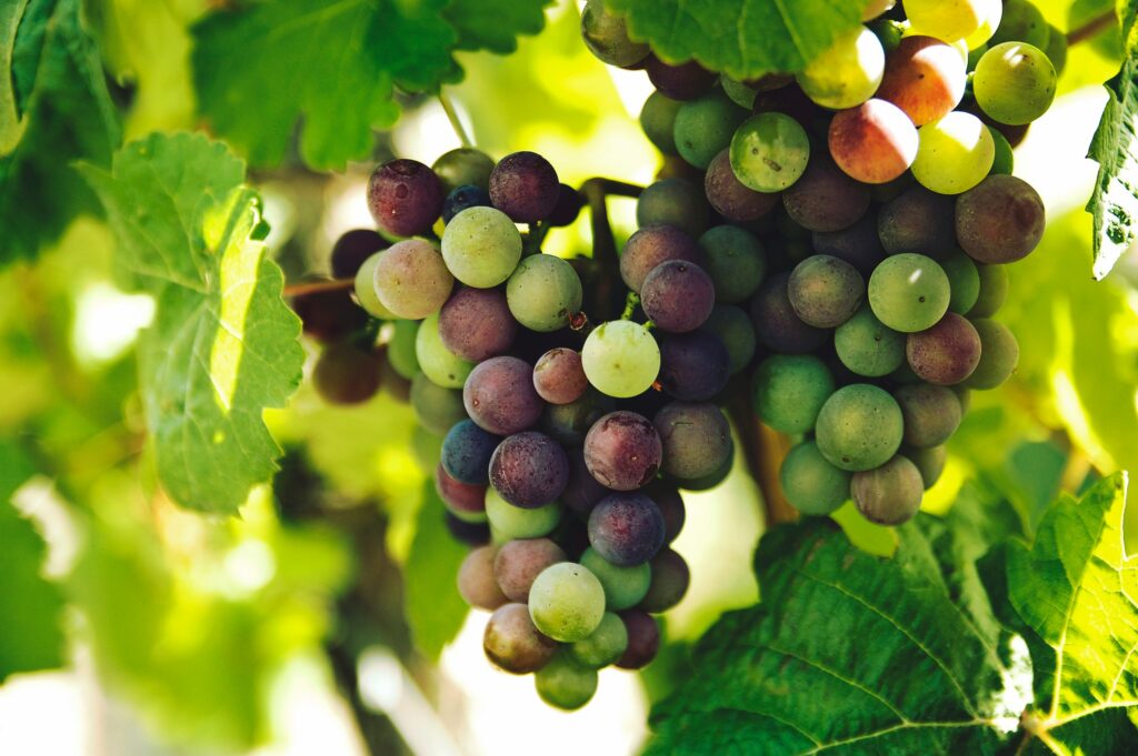 bunches of green and purple grapes growing on a vine, with some green leafs around them