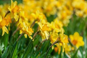 daffodils blooming in a field