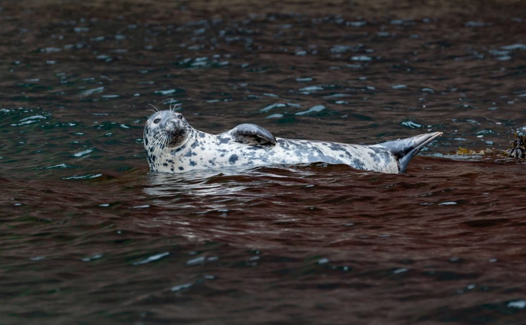 A young grey seal with speckled markings floats on dark water
