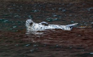 A young grey seal with speckled markings floats on dark water
